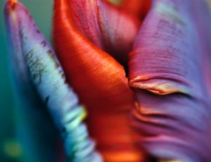 Tulip VIII
