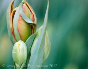 ©Pernilla Persson, "Tulip Cluster" series Floral Abstractions