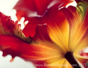 ©Pernilla Persson, "Untitled II" series Floral Abstractions