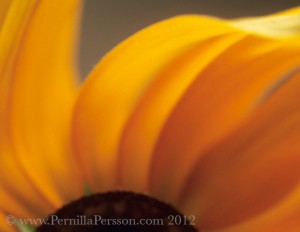 ©Pernilla Persson, "Sunflower" series Floral Abstractions