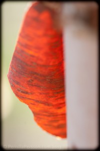 A birch tree caught my eyes while the sun was setting. Great color and abstract pattern like an unreadable text.© Photo by Pernilla Persson, 2013.
