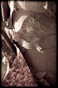 © Photo by Pernilla Persson, 2013.