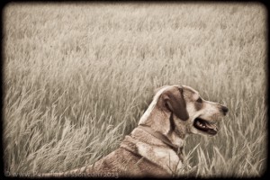 Freedom on a field