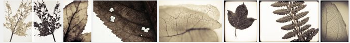 Image from Series: String of Life ©PernillaPersson.com 2014