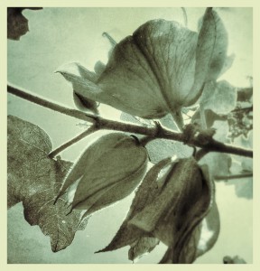 Budding for Growth ©Pernilla Persson Photography 2014