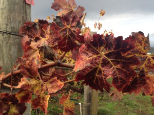I love the fall colors! ©PernillaPersson.com 2014