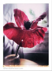 Summer flower, summer love ©Pernilla Persson 2015