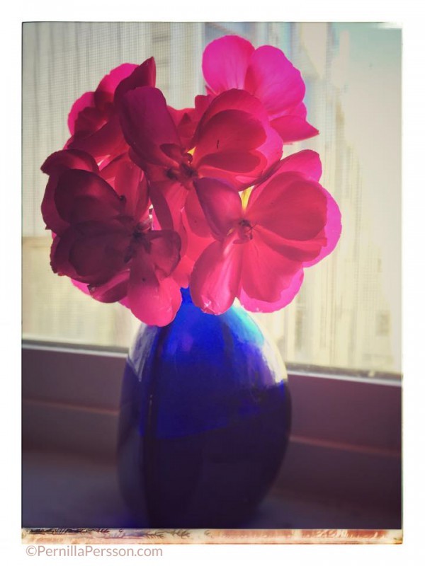 Backlit window wonders.