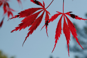 a brisk walk, fresh air & colorful shedding leaves ©PernillaPersson.com