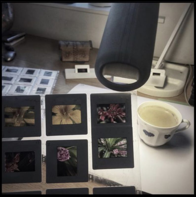 Improvised light table looking at slides