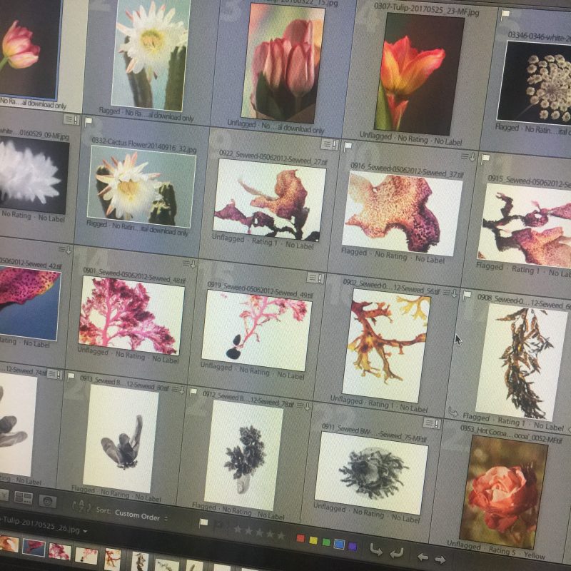 Work in progress. Photos to edit and print | ©PernillaPersson.com