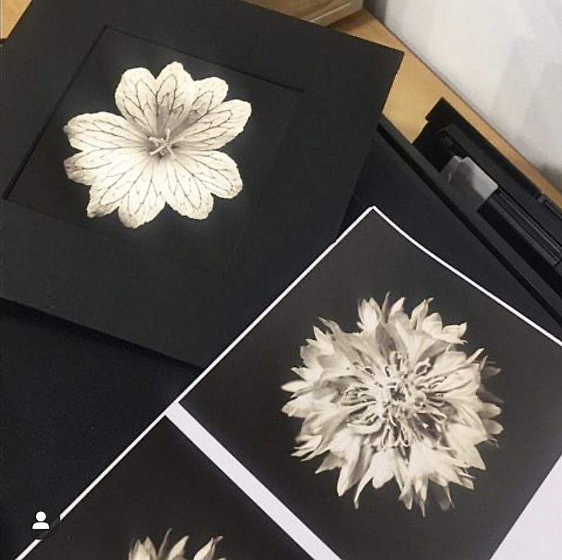 Matching colors as custom print for ‘Summer Blossom’ and ‘White Klint’  |  Series, Season of Light  |  ©PernillaPersson.com