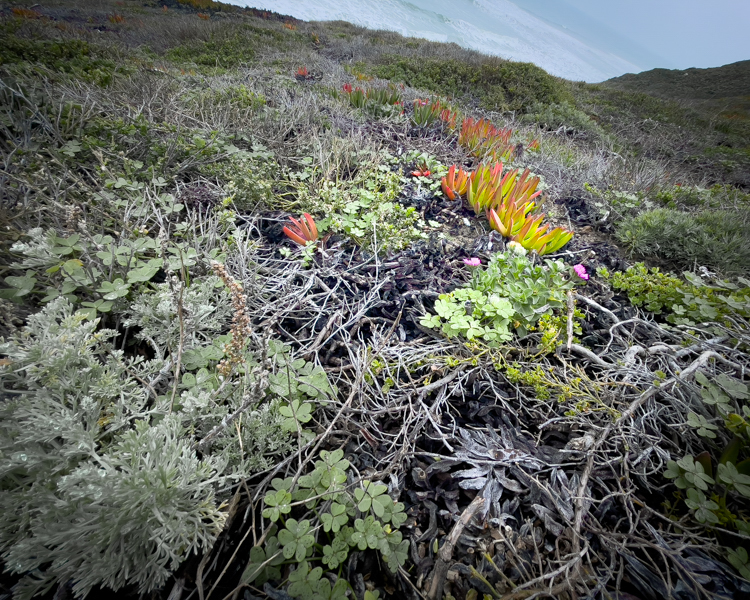 California Coastline this February 2022